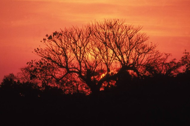 <a href="https://viajeaqui.abril.com.br/estados/br-mato-grosso" rel="Mato Grosso:"><strong>Mato Grosso:</strong></a> O Pantanal Mato-Grossense tem um pôr do sol em meio à vegetação típica da região. 
