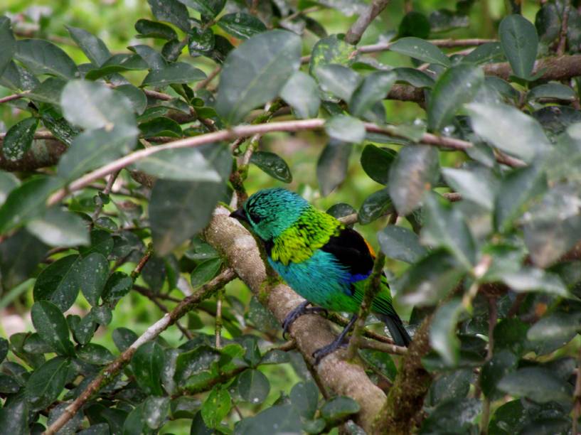Saíra-sete-cores se esconde da chuva em Corupá, <a href="https://viajeaqui.abril.com.br/estados/br-santa-catarina" rel="Santa Catarina" target="_blank">Santa Catarina</a> Saíra-sete-cores se esconde da chuva em Corupá, <a href="https://viajeaqui.abril.com.br/estados/br-santa-catarina" rel="Santa Catarina" target="_blank">Santa Catarina</a>