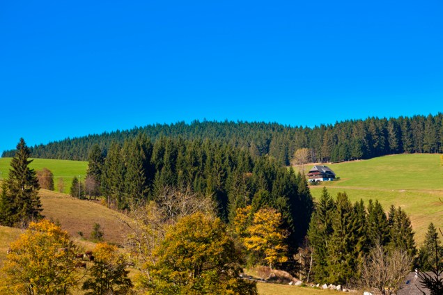 Com área de 12 mil quilômetros quadrados, a Floresta Negra se localiza na região de Stuttgart, naAlemanha. Ela ganhou esse nome graças à densa presença de coníferas, árvores altas e cujos troncos são tão escuros que chegam a tapar a luz do Sol