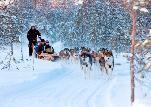 Cães do tipo husky são muito bem adaptados ao frio da região ártica e há séculos vêm sendo utilizados para puxar trenós. Foi com o auxílio desses animais que exploradores como Roald Amundsen chegaram aos pólos, no início do século 20