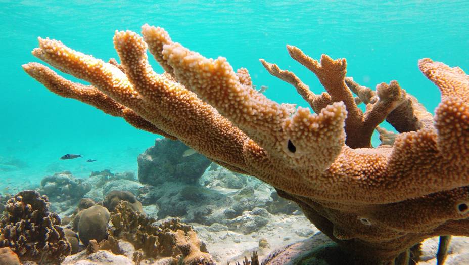 Mergulho em Bachelor Beach, no <strong><a href="https://viajeaqui.abril.com.br/cidades/bonaire-kralendijk" rel="Bonaire" target="_blank">Bonaire</a></strong> Mergulho em Bachelor Beach, no <strong><a href="https://viajeaqui.abril.com.br/cidades/bonaire-kralendijk" rel="Bonaire" target="_blank">Bonaire</a></strong>