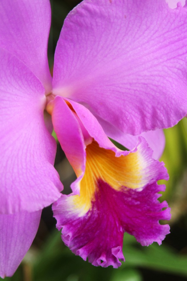 Na reserva Kautsky há cerca de 100 mil orquídeas e bromélias