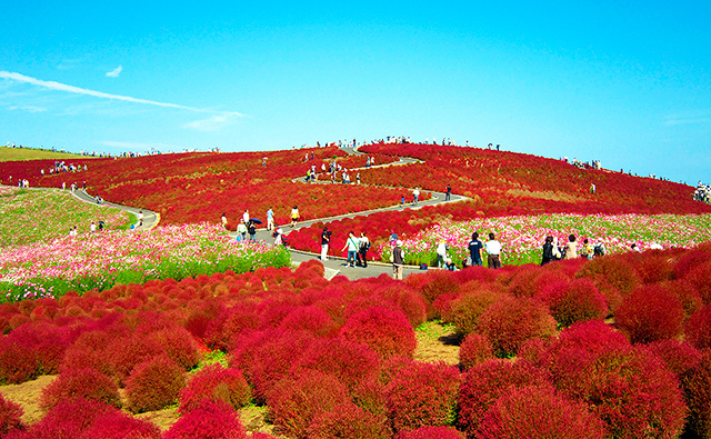 Parque Hitachi, em Hitachinaka