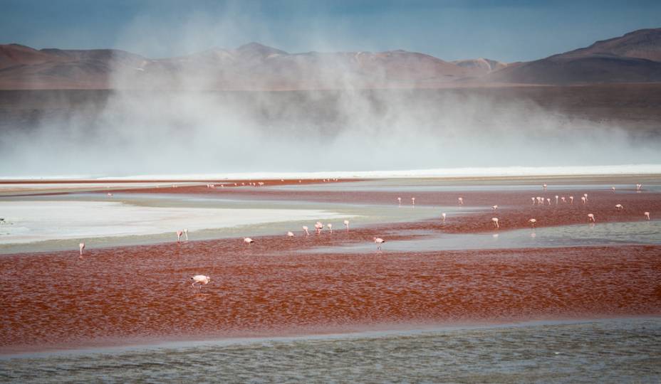 Flamingos na Laguna Colorada, <a href="https://viajeaqui.abril.com.br/paises/bolivia" rel="Bolívia" target="_blank">Bolívia</a> Flamingos na Laguna Colorada, <a href="https://viajeaqui.abril.com.br/paises/bolivia" rel="Bolívia" target="_blank">Bolívia</a>