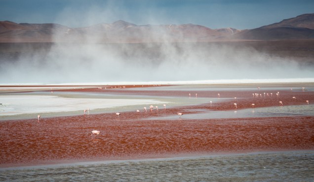 Flamingos na Laguna Colorada, <a href="https://viajeaqui.abril.com.br/paises/bolivia" rel="Bolívia" target="_blank">Bolívia</a>