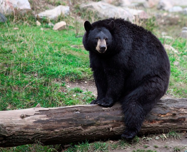 Ursos sempre foram personagens infantis populares, de Teddy Bear a Winnie-the-Pooh, mas o urso-negro (<em>Ursus americanus</em>) das resevas florestais norte-americanas seria eternizado pelos personagens Zé Colmeia e Catatau. Tal como sua versão ficcional, esses grandes onívoros estão sempre em busca da comida dos visitantes de parques como o de Yellowstone. Não tão grandes como seus primos grizzlies, eles também serviram de inspiração para a criação de Smokey, o mascote-símbolo da luta contra os incêndios florestais. Eles podem ser vistos em diversos parques da <a href="https://viajeaqui.abril.com.br/continentes/america-do-norte" rel="América do Norte" target="_blank">América do Norte</a>, como Glacier, Yosemite e Great Smoky Mountains, onde também vivem variações de pelagem marrom
