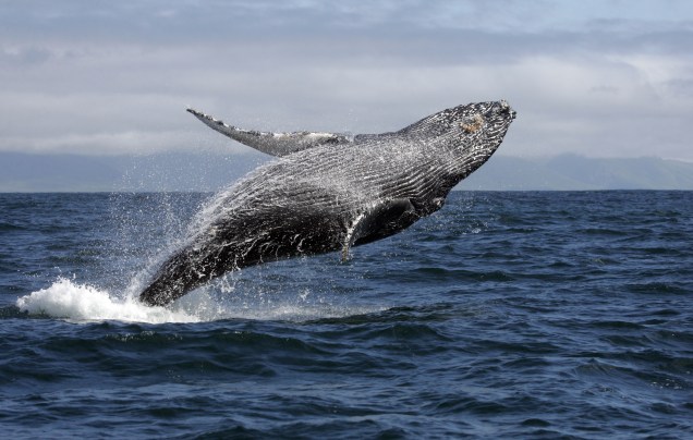 O momento de mais expectativa da Observação de baleias-jubarte é o salto, quando elas chegam a expor até 2/3 de corpo fora da água