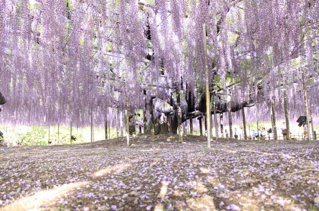 Wisterias floresce no Parque Ashikaga, no Japão