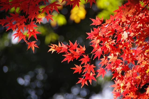 Folhagens de outono tingem de vermelho e amarelo boa parte do arquipélago japonês, formando paisagens belíssimas