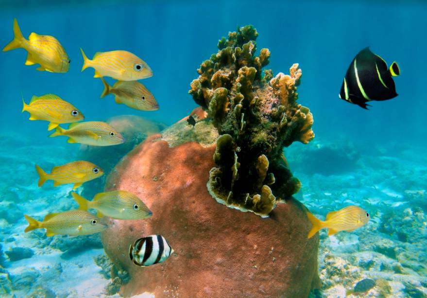 As Bahamas possuem ótimos pontos de mergulho junto a naufrágios e recifes de corais