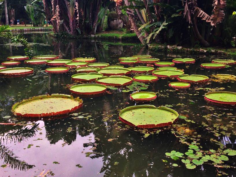 Lago com vitórias-régias no Jardim Botânico