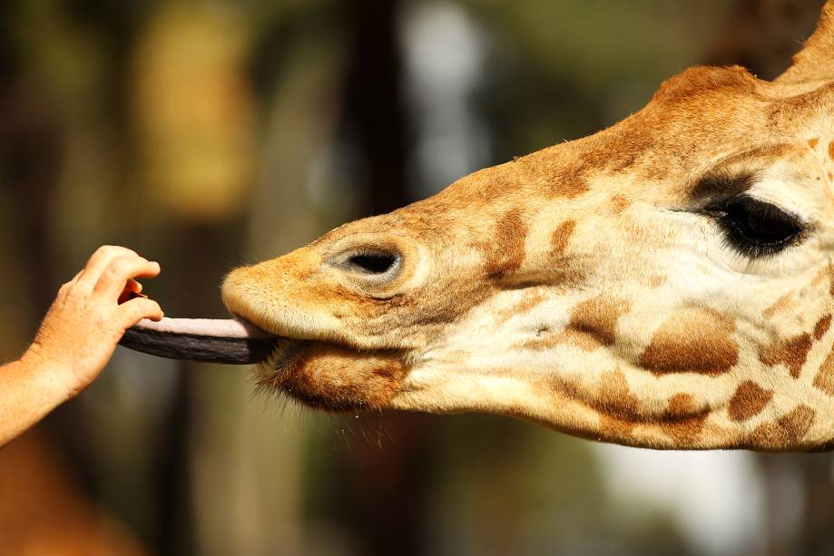<strong>Taronga Zoo, Sydney, Austrália</strong>Considerado o principal zoológico da <a href="http://viajeaqui.abril.com.br/paises/australia" rel="Austrália" target="_self">Austrália</a>, o <a href="http://viajeaqui.abril.com.br/estabelecimentos/australia-sydney-atracao-taronga-zoo" rel="Taronga Zoo" target="_self">Taronga Zoo</a>, em <a href="http://viajeaqui.abril.com.br/cidades/australia-sydney" rel="Sydney" target="_self">Sydney</a>, é o lugar ideal para conhecer os animais únicos do país. <a href="http://viajeaqui.abril.com.br/materias/fotos-de-animais-os-mais-rapidos-e-os-mais-fortes?foto=5#5" rel="Cangurus" target="_self">Cangurus</a>, <a href="http://viajeaqui.abril.com.br/materias/volta-ao-mundo-em-17-animais?foto=6#6" rel="coalas" target="_self">coalas</a>, demônios-da-tasmânia e ornitorrincos são algumas das espécies. Você pode ser “tratador por um dia”, um programa no qual o visitante ficará responsável pela alimentação e cuidados de um animal específico, como a <a href="http://viajeaqui.abril.com.br/materias/fotos-dos-maiores-animais-do-planeta?foto=6#6" rel="girafa" target="_self">girafa</a> da foto