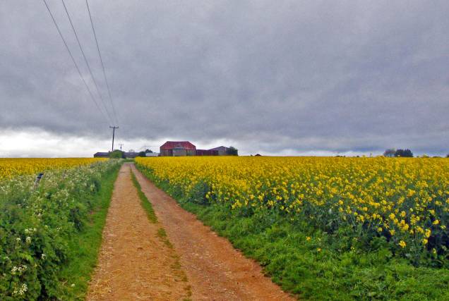 Os campos de canola estão em muitos lugares e são uma marca de Cotswolds Os campos de canola estão em muitos lugares e são uma marca de Cotswolds