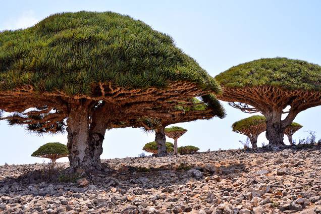 <strong>Ilha de Socotra – Iêmen </strong>    A paisagem praticamente extraterrestre de Socotra deve-se pelas árvores conhecidas como “Sangue de Dragão” (foto) que são um dos principais símbolos da ilha. Além da vegetação exclusiva, altas montanhas tomam conta do terreno
