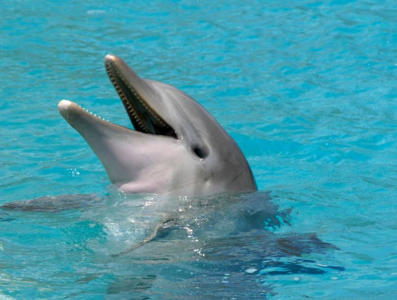 É possível participar de atividades com golfinhos nas Bahamas