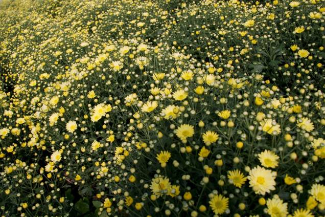 Em uma visita pela cidade, é possível conhecer campos de flores nos arredores; na foto, crisântemo bola belga cultivado em fazenda da região de <a href="http://viajeaqui.abril.com.br/cidades/br-sp-holambra" rel="Holambra" target="_blank">Holambra</a>