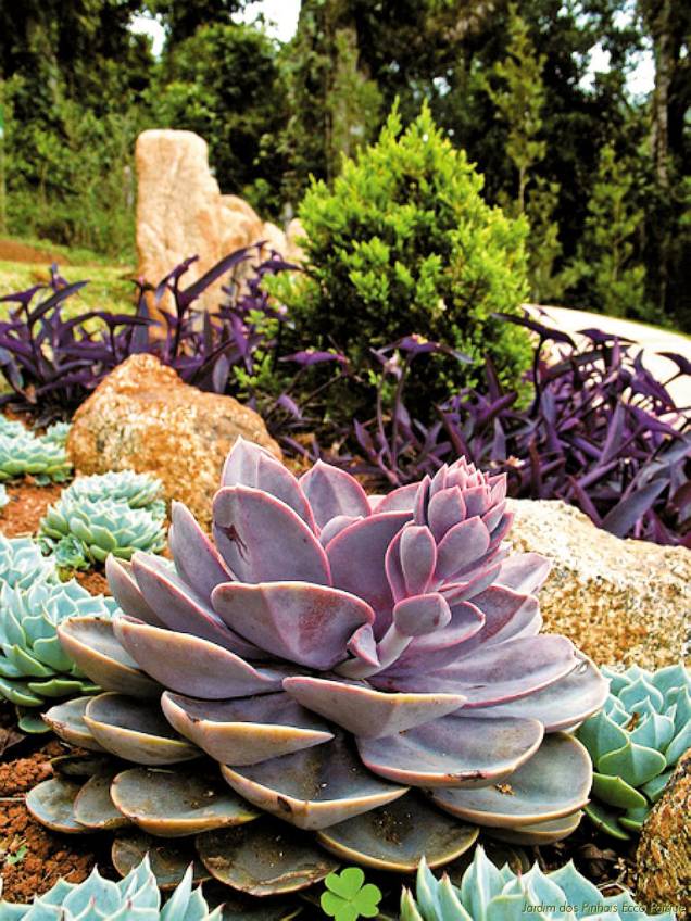 O Jardim dos Pinhais tem oito projetos ornamentais com espécies botânicas de diversos países. O ingresso dá direito a um tour guiado