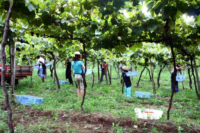 Visitantes participando da colheita de uva na vinícola Luiz Valduga & Filho, no Vale dos Vinhedos,  em Bento Gonçalves
