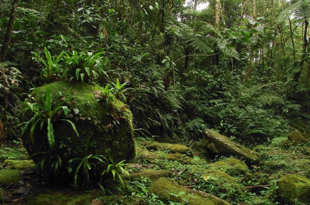 <strong>Parque Nacional da Serra da Bocaina (São Paulo, Rio de Janeiro)</strong>    A Trilha do Ouro é o mais famoso atrativo do Parque Nacional da Serra da Bocaina, com trechos de piso pé-de-moleque, cachoeiras e contato direto com a Mata Atlântica. A partir da portaria do parque são três dias de caminhada, começando com 23 quilômetros e duas cachoeiras para contemplação. Depois outros 10 quilômetros no segundo dia, com vista para a Cachoeira dos Veados e 18 quilômetros no terceiro, onde concentra o calçamento pé-de-moleque e a mata mais fechada