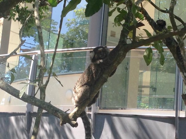 Macaco posa para a foto no Pão de Açúcar - foto de Bianca Bertelli Macaco posa para a foto no Pão de Açúcar - foto de Bianca Bertelli