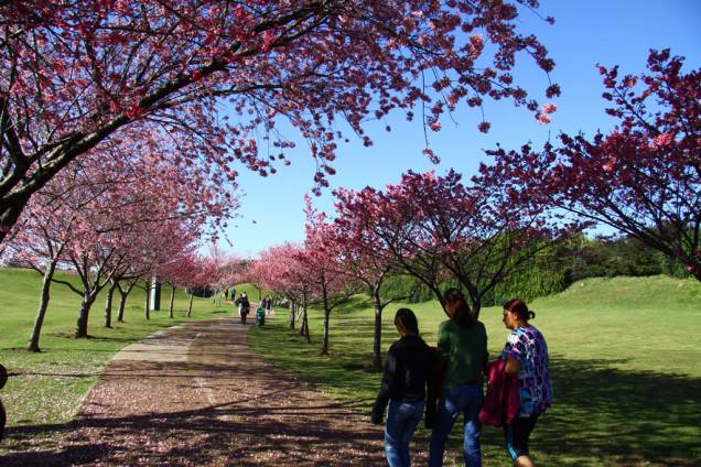 Uma vez por ano, cerejeiras dão o ar da graça no Jardim Botânico