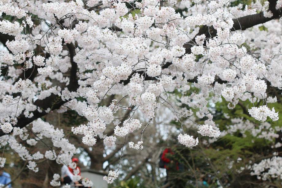 Cerejeiras no Parque Ueno