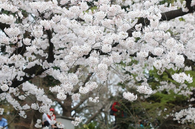 Cerejeiras no Parque Ueno