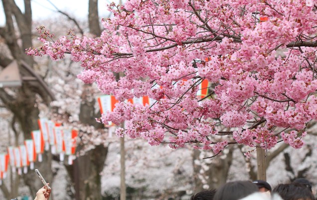 Na primavera o parque é tomado por turistas e locais para apreciarem as cerejeiras