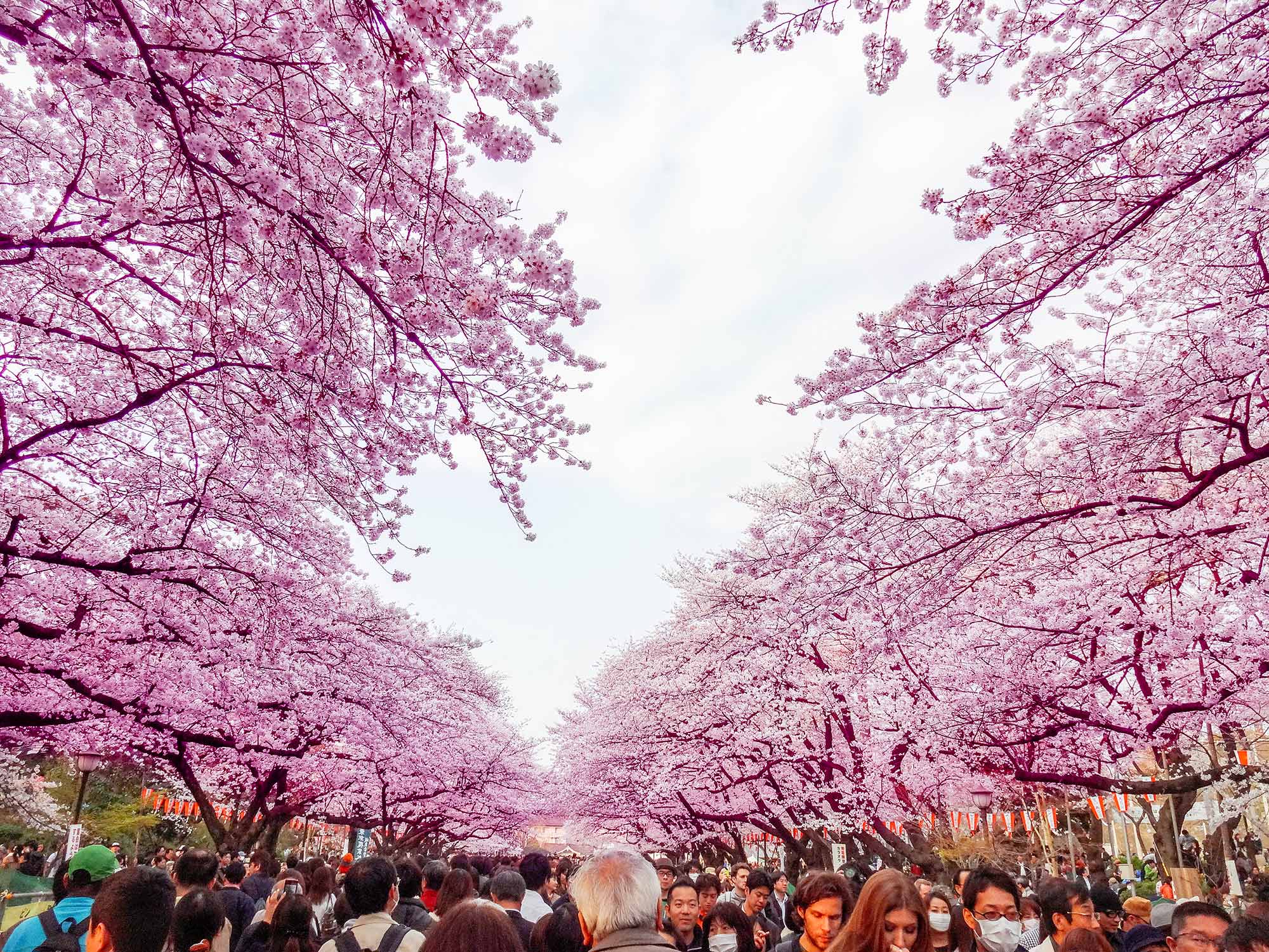 Onde E Quando Ver As Cerejeiras No Japão Viagem E Turismo 