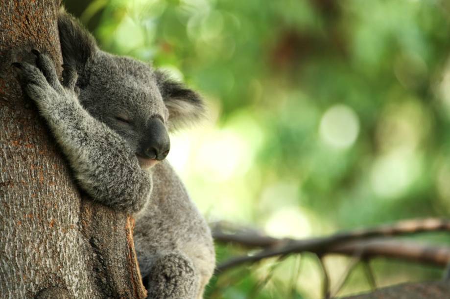 O coala pode ser visto no Taronga Zoo, principal zoológico da Austrália localizado em Sydney O coala pode ser visto no Taronga Zoo, principal zoológico da Austrália localizado em Sydney