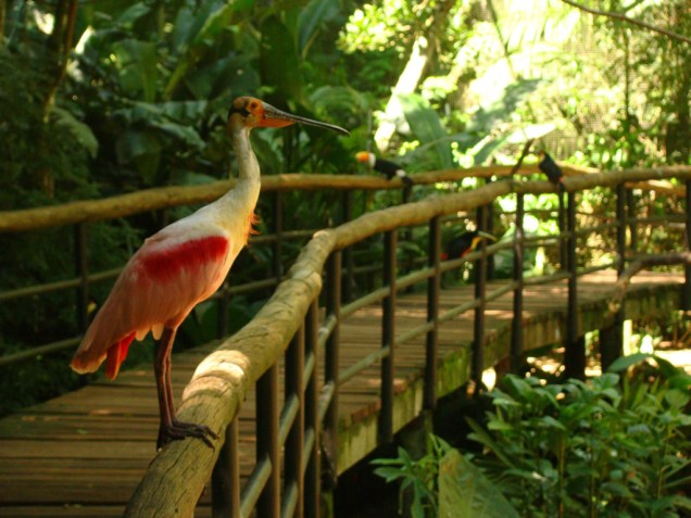 No Parque das Aves, é possível conhecer os viveiros por dentro e ver de perto mais de 900 espécies de aves