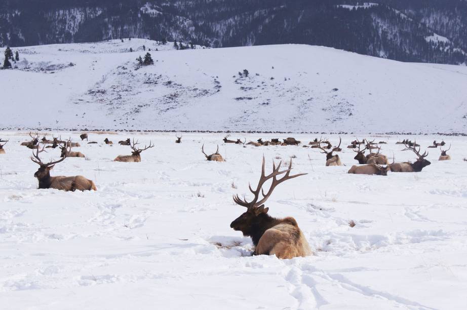 Alces cruzam a neve em Jackson Hole, Estados Unidos