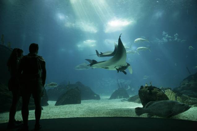 O <strong>Oceanário de Lisboa</strong> reúne mais de 8 mil animais de 500 espécies. Tubarões, arraias e o exótico peixe-lua são as atrações do tanque principal