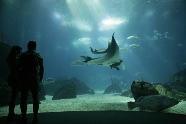 O Oceanário de Lisboa reúne mais de 8 mil animais de 500 espécies. Tubarões, arraias e o exótico peixe-lua são as atrações do tanque principal