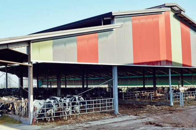 Cem toneladas de excremento são produzidas por ano pelas mais de 2.500 vacas mantidas pelo fazendeiro Cem toneladas de excremento são produzidas por ano pelas mais de 2.500 vacas mantidas pelo fazendeiro