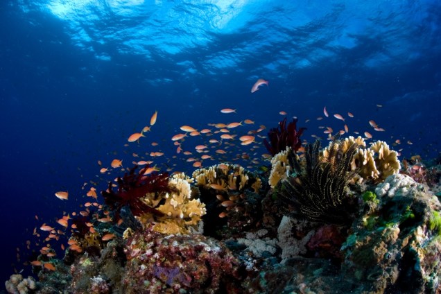 Okinawa é um dos melhores pontos de mergulho do Japão, tanto por sua excelente visibilidade como por sua grande biodiversidade