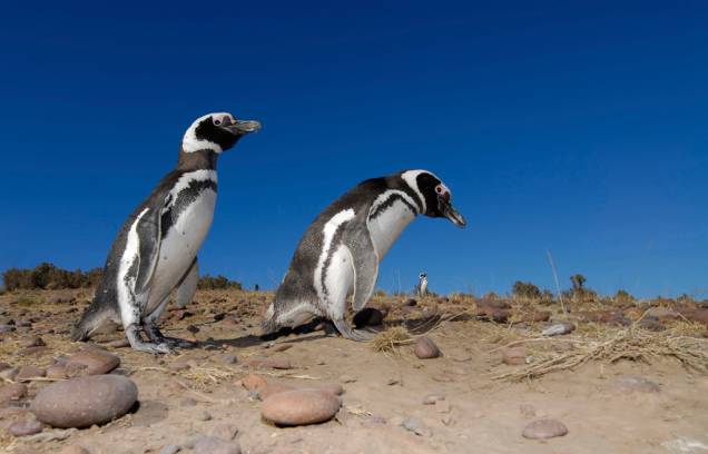 A Isla Martillo é o hábitat de mais de seis mil pinguins de Magalhães entre outubro e abril. No passeio de catamarã ou em caminhadas, é possível ver os animais de perto