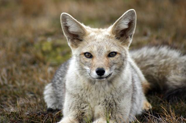 As simpáticas raposas cinzas, chamadas de zorros, habitam a região patagônica. Por causa do seu pelo, a caça predatória diminuiu o número desses animais