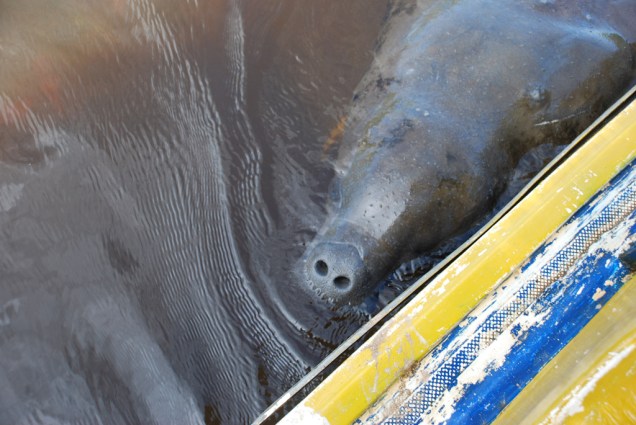 Um dos passeios de São Miguel dos Milagres é ir até o Santuário do peixe-boi-marinho, um dos poucos lugares do Brasil onde é possível ver o mamífero ameaçado de extinção
