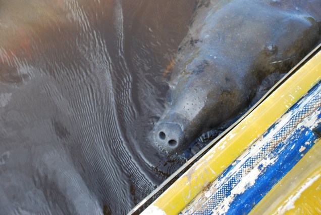 Um dos passeios de São Miguel dos Milagres é ir até o Santuário do peixe-boi-marinho, um dos poucos lugares do Brasil onde é possível ver o mamífero ameaçado de extinção Um dos passeios de São Miguel dos Milagres é ir até o Santuário do peixe-boi-marinho, um dos poucos lugares do Brasil onde é possível ver o mamífero ameaçado de extinção