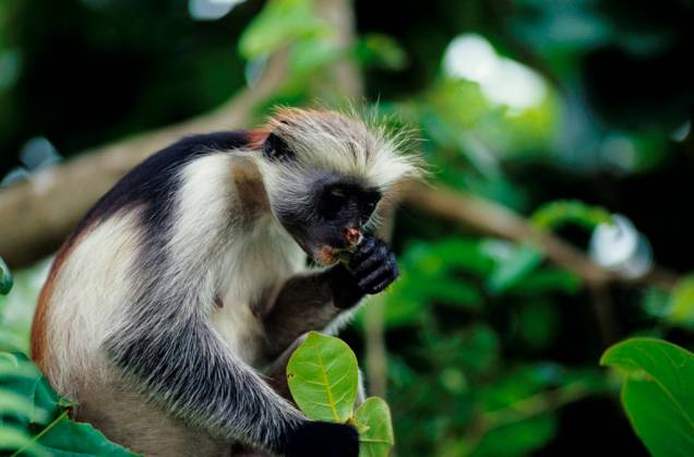 Macaco da espécie <em>Procolobus badius kirkii</em>, em Zanzibar
