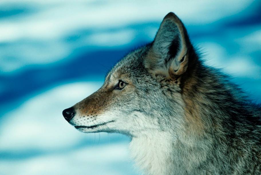 Eterno rival do papa-léguas, o coiote (<em>Canis latrans</em>) vive em vastas áreas que se estendem entre a América Central, no sul, e <a href="https://viajeaqui.abril.com.br/paises/canada" rel="Canadá" target="_blank">Canadá</a> e Alasca, no norte. Seus uivos são importantes meios de comunicação entre os indivíduos da espécie, facilmente ouvido nas pradarias de Novo México, Arizona e Nevada. Na cultura popular, além do personagem Wilie E. Coyote, o animal batiza o time de hóquei Phoenix Coyotes e também os traficantes de imigrantes ilegais na fronteira mexicana com os Estados Unidos