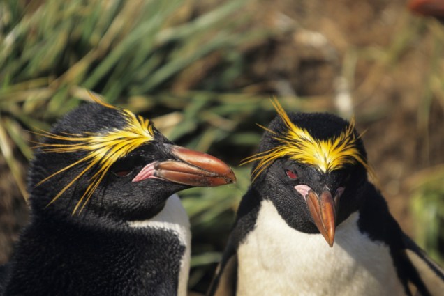 O impagável personagem Lovelace, de <em>Happy Feet</em>, é baseado nos pinguins macaroni (<em>Eudyptes chrysolophus</em>), que podem ser vistos em ambientes como as Ilhas Geórgia do Sul, o sul de Argentina e Chile, as Ilhas Malvinas e partes da península antártica