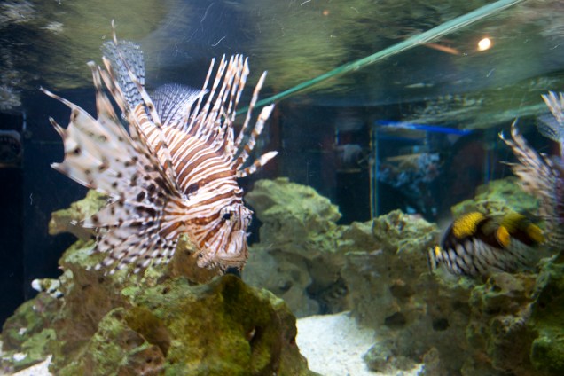 Neste aquário, o visitante é convidado a encontrar o peixe venenoso. Há uma anêmona e um peixe palhaço, que embora se alimentem de outros peixes, convivem pacificamente