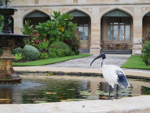 Ibis bebe na fonte do Royal Botanic Garden, em Sydney, Austrália; no Réveillon 2015, o parque oferece um jantar com DJ