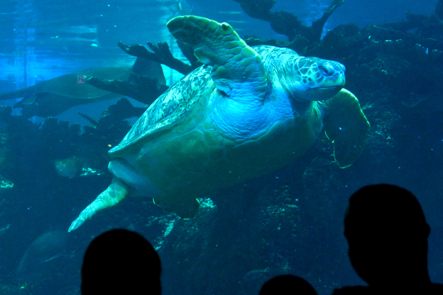 Visitantes observam tartaruga marinha no New England Aquarium