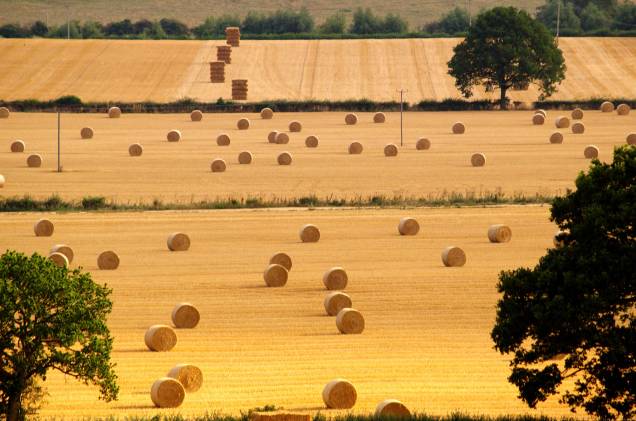Na época das colheitas muitas regiões de Cotswolds ficam com esse aspecto seco, mas intensamente fotogênico Na época das colheitas muitas regiões de Cotswolds ficam com esse aspecto seco, mas intensamente fotogênico