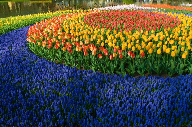 Outras milhares de flores além das tulipas também são encontradas em Keukenhof