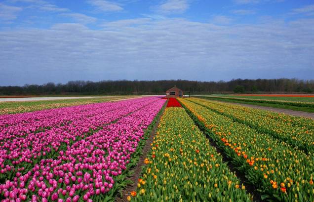 Campo de flores na cidade de Haarlem, nos arredores de Amsterdã
