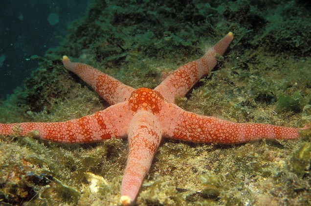 Estrelas do Mar são visões comuns nos mergulhos em Arraial do Cabo